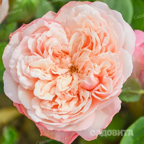 Кордес Юбилей