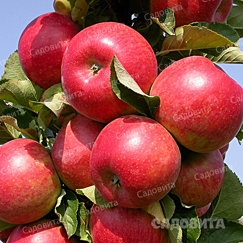 Колоновидная яблоня малиновое ожерелье описание фото
