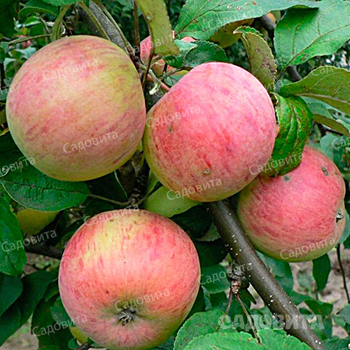 Яблоня
на семенном подвое Осеннее полосатое (Штрейфлинг)