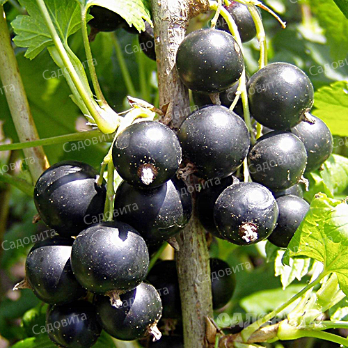 Смородина черная Деликатес (Деликатесная)