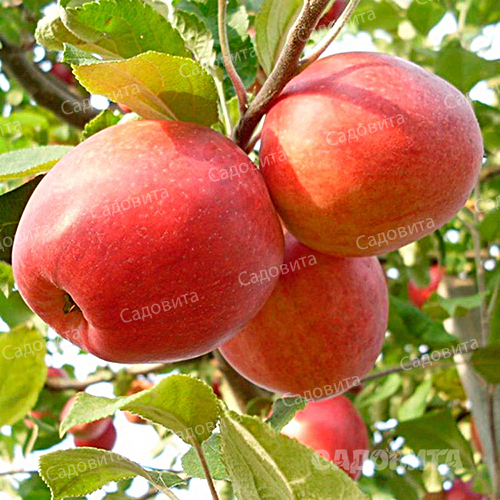 Яблоня
на семенном подвое Пепин шафранный