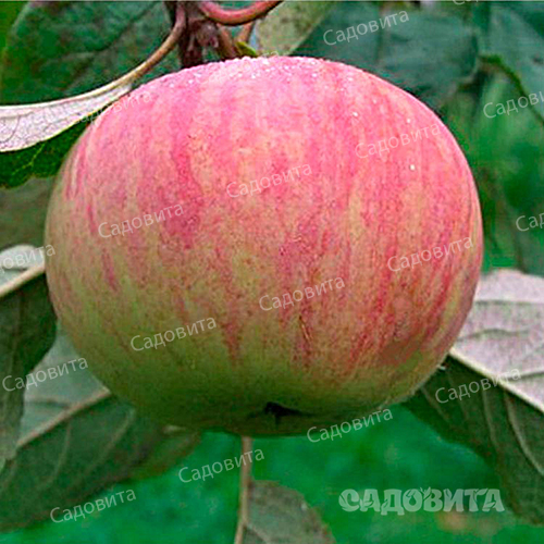 Яблоня на полукарликовом подвое Коричное полосатое
