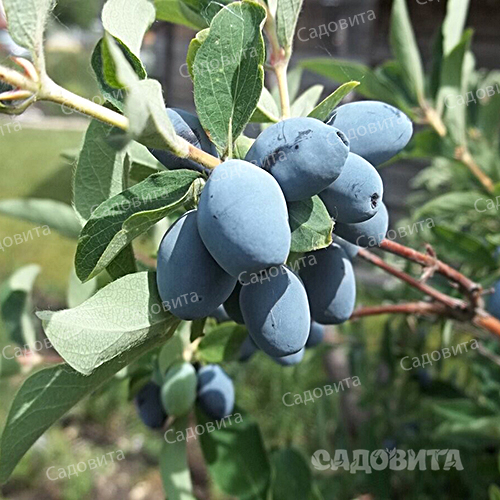 Жимолость Берель