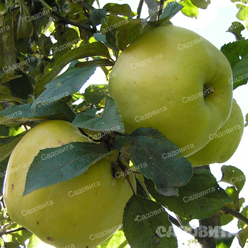 Яблоня
на семенном подвое Антоновка
