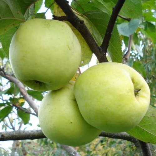 Яблоня
на семенном подвое Антоновка