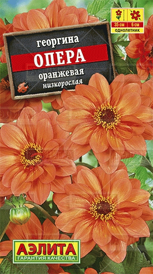 Цветы Георгина Опера Оранжевая 7 шт ц/п Аэлита (однол.)