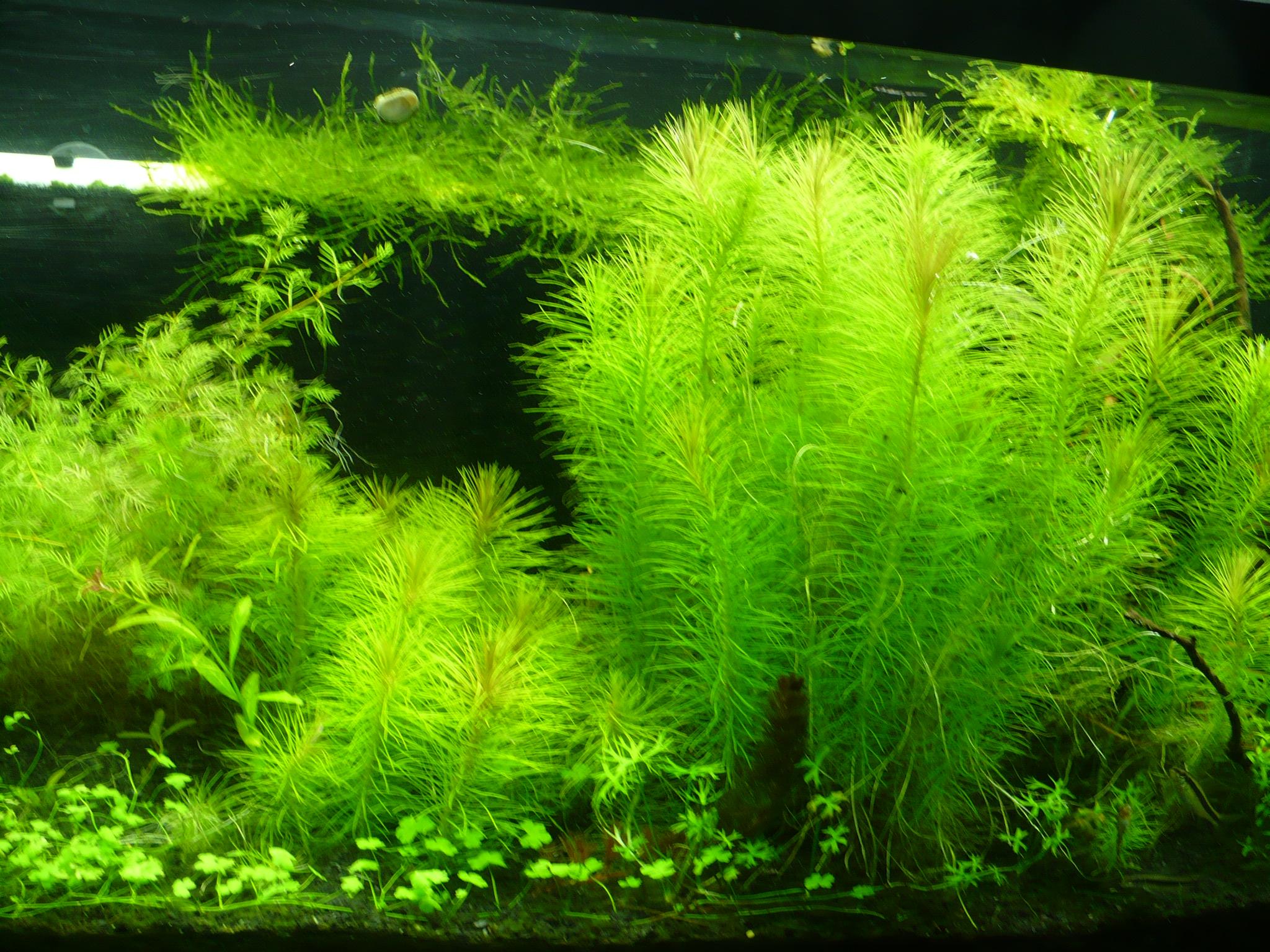 Перистолистник (Myriophyllum)