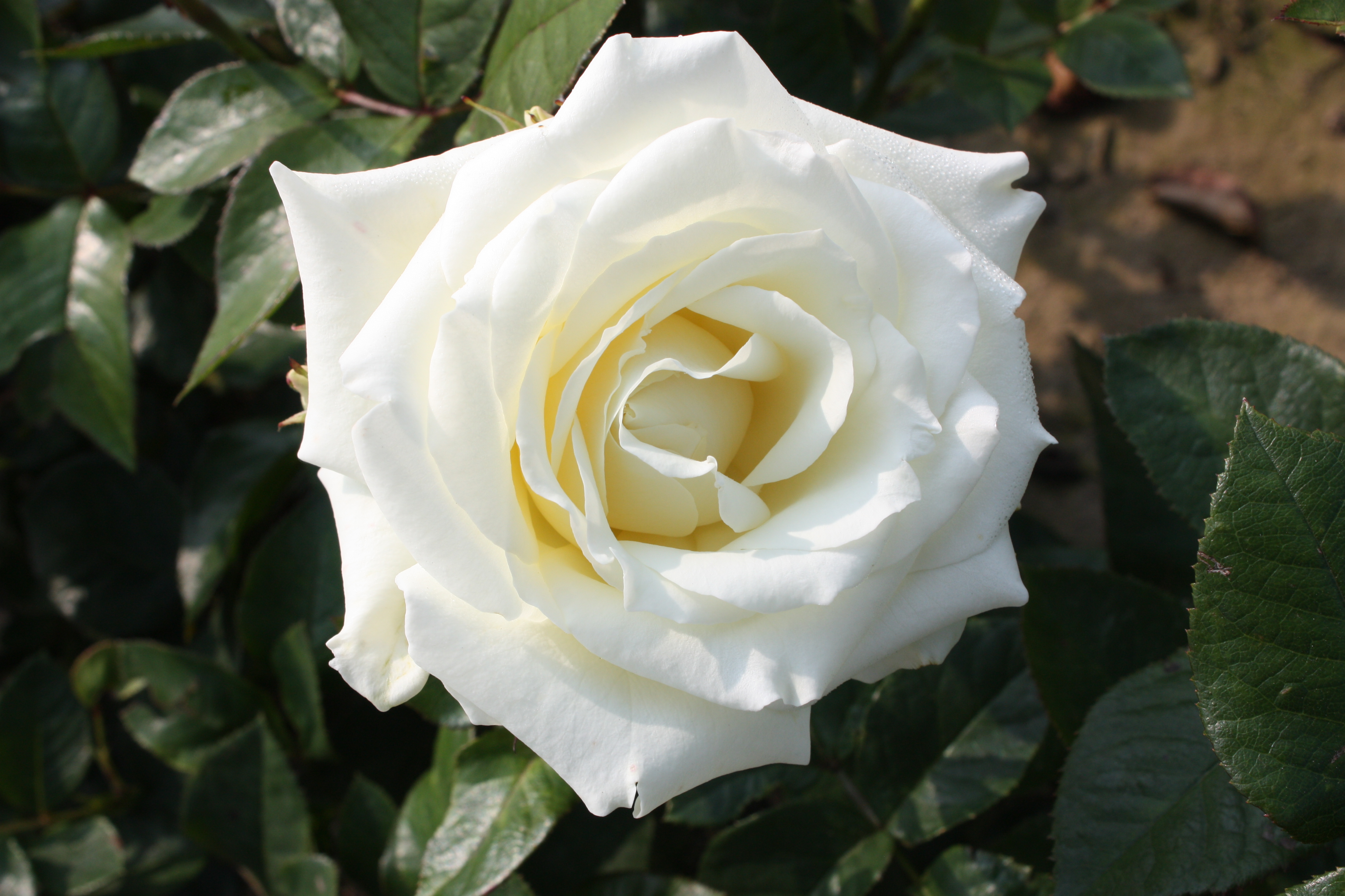 Роза флорибунда Ledreborg
