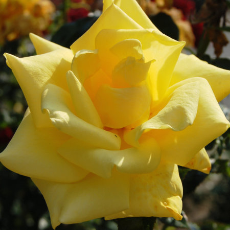 Роза чайно-гибридная Беролина (в тубе)