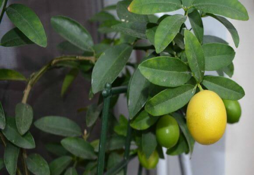 Цитрус Лимон (в тубе)