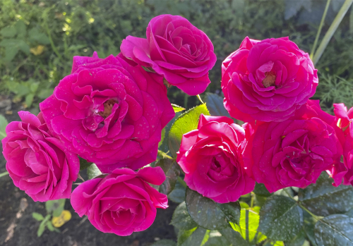 Роза чайно-гибридная Sexy Perfumella