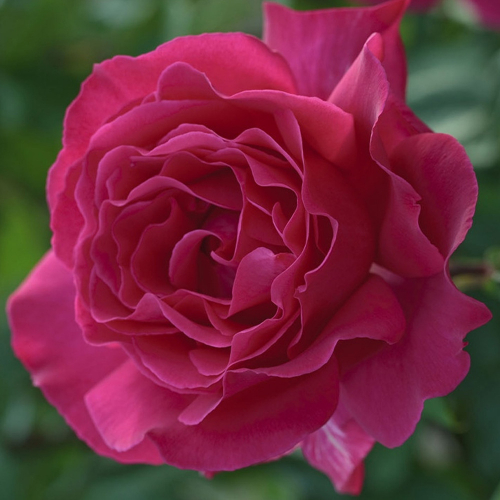 Роза чайно-гибридная Sexy Perfumella