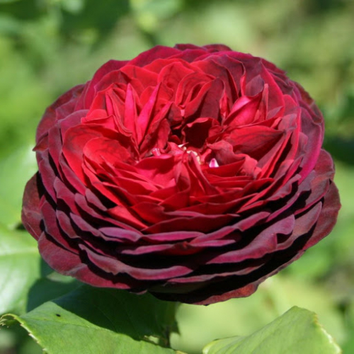 Роза шраб Astrid Grafin von Hardenberg