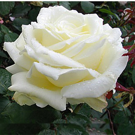 Роза чайно-гибридная White Bear