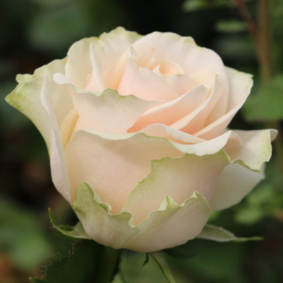 Роза чайно-гибридная Talea