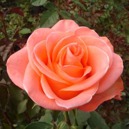 Роза чайно-гибридная Wow
