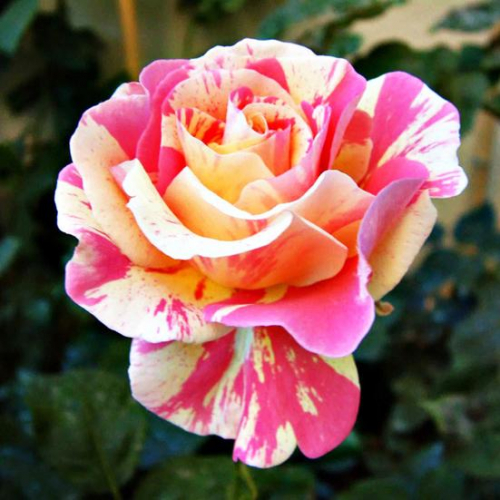 Роза чайно-гибридная Сlaude Monet