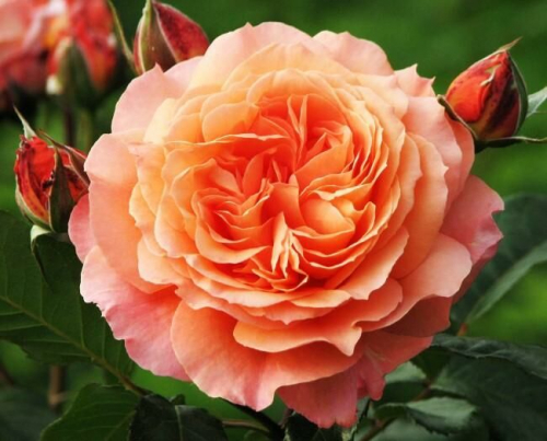 Роза шраб Belvedere