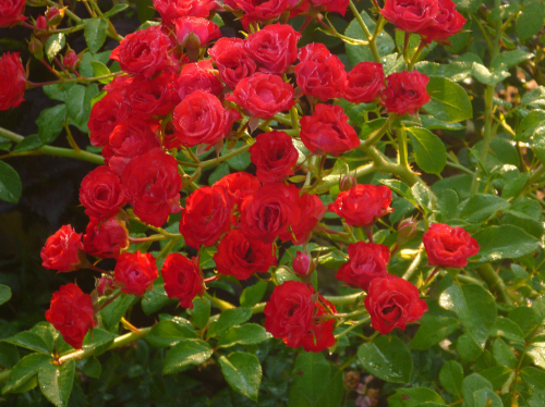 Роза шраб Scarlet Meillandecor