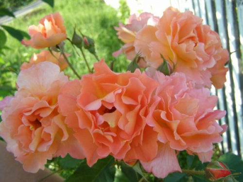 Роза шраб Westerland