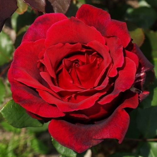 Роза чайно-гибридная Марсель Паньоль