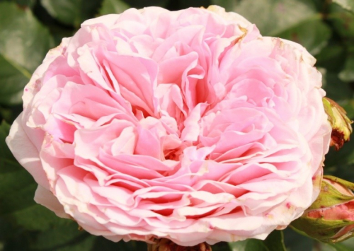 Роза чайно-гибридная Амороса