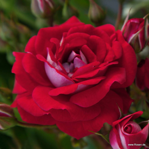 Роза миниатюрная Корасон