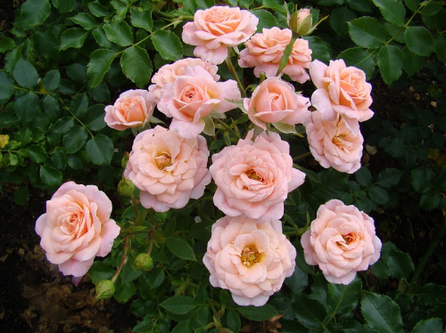 Роза миниатюрная Клементин