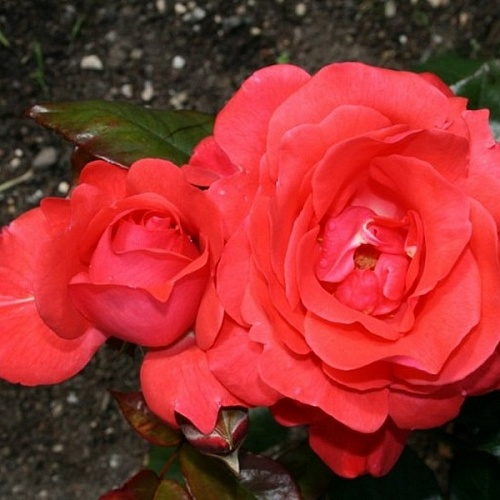 Роза флорибунда Пикколо