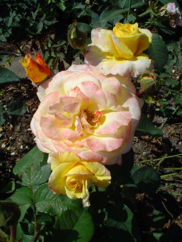 Роза чайно-гибридная Канары