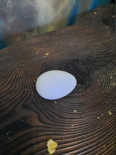 Яйцо пластик матовое d40мм