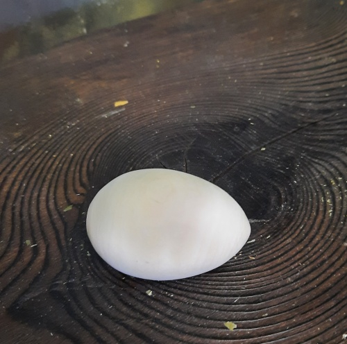 Яйцо d60мм