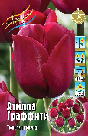 Тюльпан Атилла Граффити (В упаковке 8 шт.)