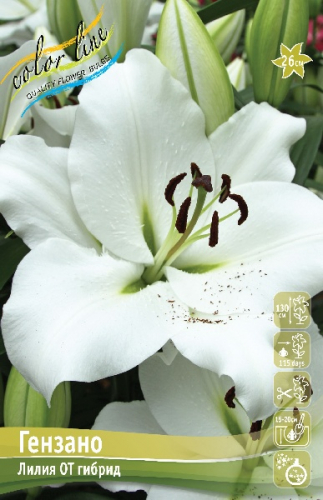 ЛИЛИЯ ГЕНЗАНО (В упаковке 5 шт.). Colorline