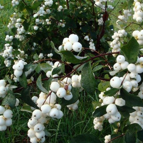 Снежноягодник белый (Symphoricarpos albus C3 40-60 ). Остаток шт 1521