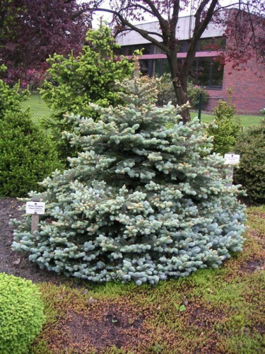 Ель колючая (Picea pungens Glauca Globosa (syn. Globosa) C6 30-40 )