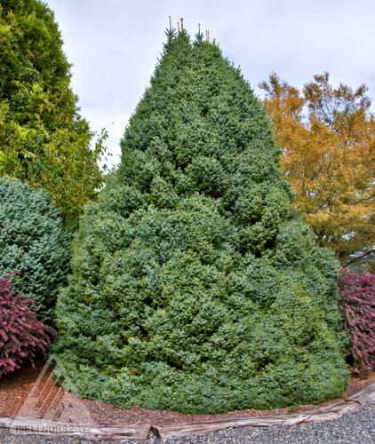 Ель сербская (Picea omorika Nana C5 20-25 )