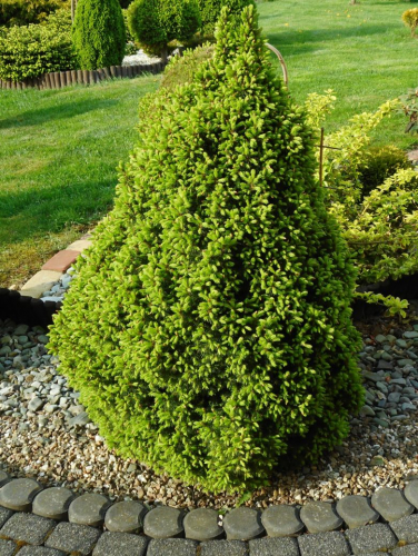 Ель сизая/канадская (Picea glauca Conica C2 30-50 )