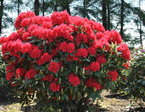 Рододендрон гибридный  (Rhododéndron hybrida Busuki 'Hachbusk') -  C5
