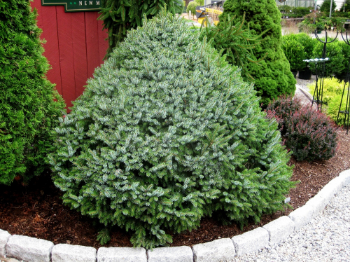 Ель сербская (Picea omorika Nana C5 20-25 )