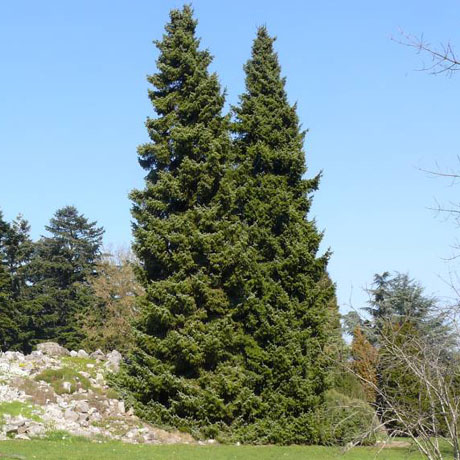 Ель сербская (Picea omorika  C2 25-50 )
