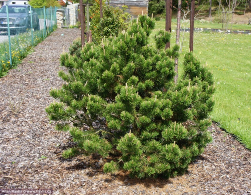 Сосна горная (Pinus mugo Gnom C5 15+ )