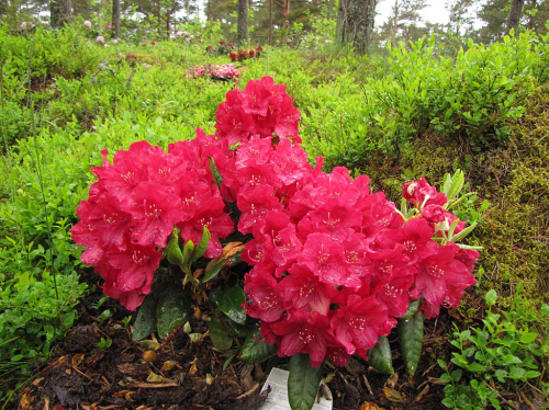 Рододендрон гибридный  (Rhododéndron hybrida Wladyslaw Jagiello) -  C5