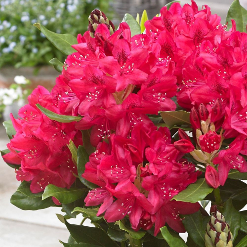 Рододендрон гибридный  (Rhododéndron hybrida Nova Zembla) -  C5