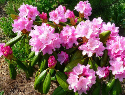Рододендрон гибридный  (Rhododéndron hybrida Helsinki University) -  C5