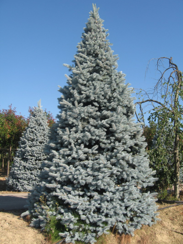 Ель колючая (Picea pungens Hoopsii C35 80-100 )