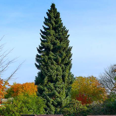 Ель сербская (Picea omorika  C2 25-50 )