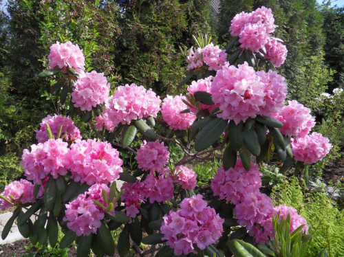 Рододендрон гибридный  (Rhododéndron hybrida Helsinki University) -  C5