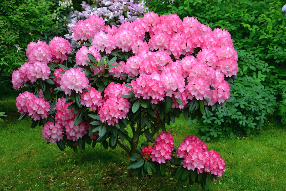 Рододендрон гибридный (Rhododéndron hybrida Helsinki University) - C15