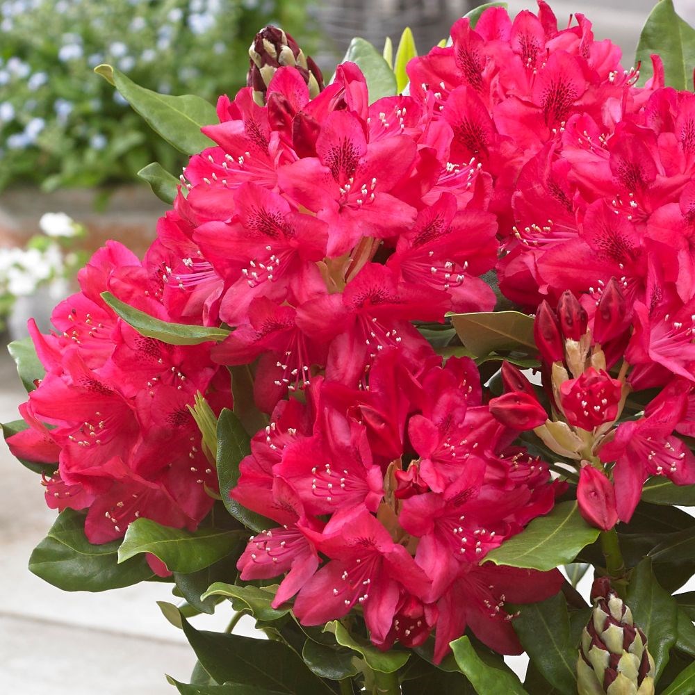 Рододендрон гибридный (Rhododéndron hybrida Nova Zembla) - C1